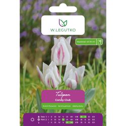 Tulipan Candy Club kremowy 4szt. - Cebule i Kłącza - W. Legutko