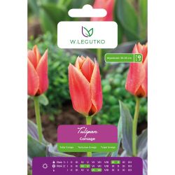Tulipan Corsage różowoczerwono-żółty 4szt. - Cebule i Kłącza - W. Legutko Tulipan Corsage różowoczerwono-żółty 4szt. - Cebule i Kłącza - W. Legutko