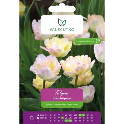 Tulipan Creme Upstar różowo-żółty 4szt. - Cebule i Kłącza - W. Legutko Tulipan Creme Upstar różowo-żółty 4szt. - Cebule i Kłącza - W. Legutko