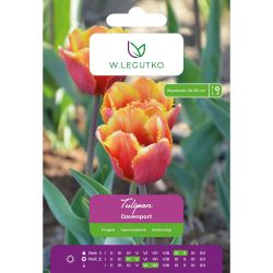 Tulipan Davenport czerwony z żółtą obw. 4szt. - Cebule i Kłącza - W. Legutko Tulipan Davenport czerwony z żółtą obw. 4szt. - Cebule i Kłącza - W. Legutko