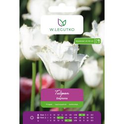 Tulipan Daytona biały 4szt. - Cebule i Kłącza - W. Legutko