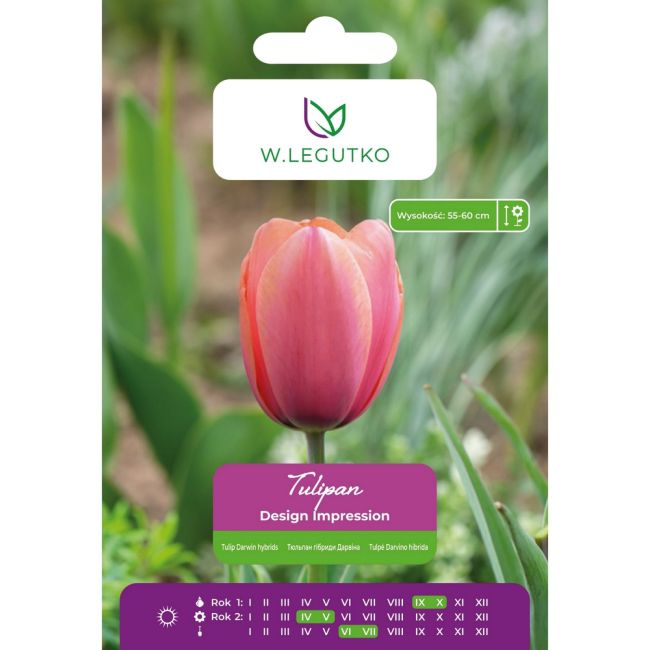 Tulipan - Design Impression - mieszańce Darwina - różowy - 5szt. - Cebule i Kłącza - W. Legutko