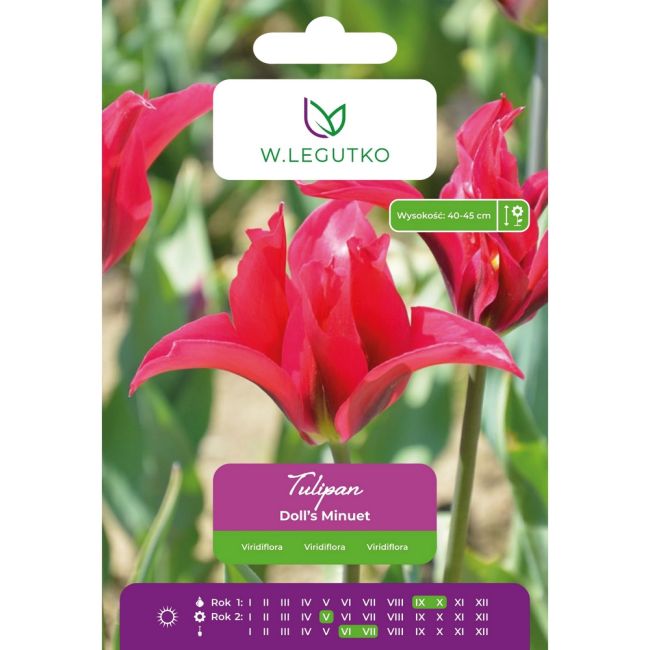 Tulipan - Doll's Minuet - Viridiflora - czerwony - 5szt. - Cebule i Kłącza - W. Legutko