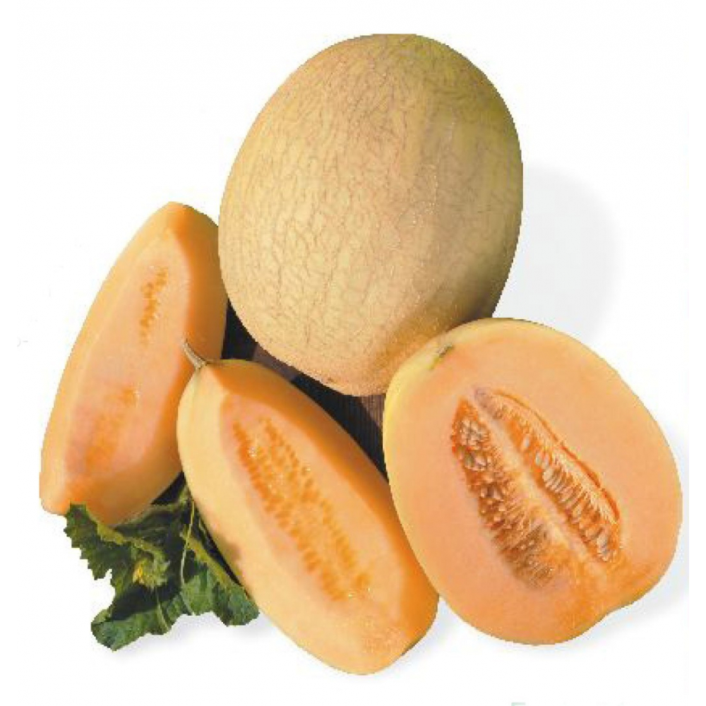 Nasiona Melona Szeroka oferta nasion BIO Sklep W. Legutko