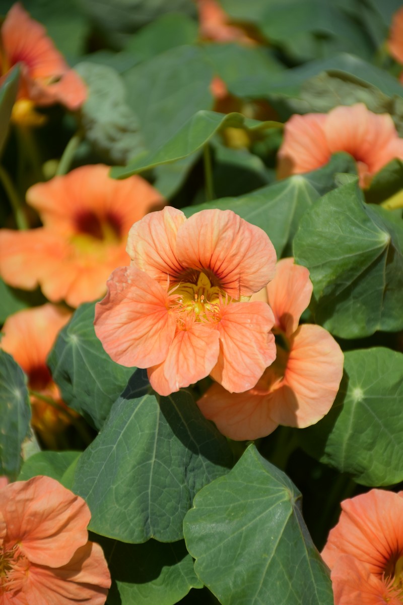 łososiowy kwiat nasturcji