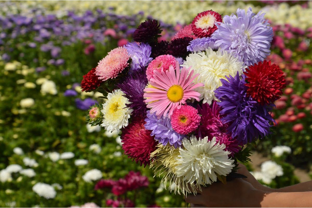Wysiew kwiatów jednorocznych – astry chińskie, cynie