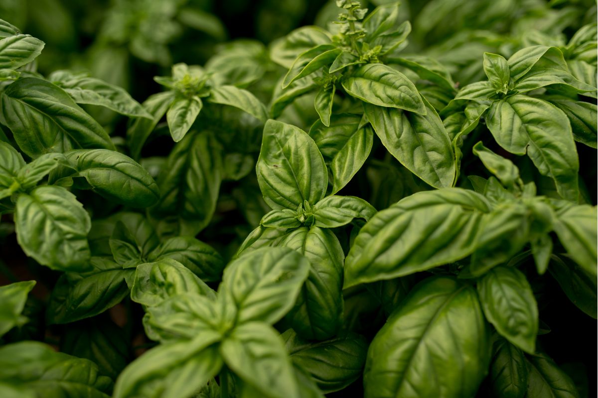 Bazylia – uprawa i pielęgnacja. Poznaj praktyczny poradnik!