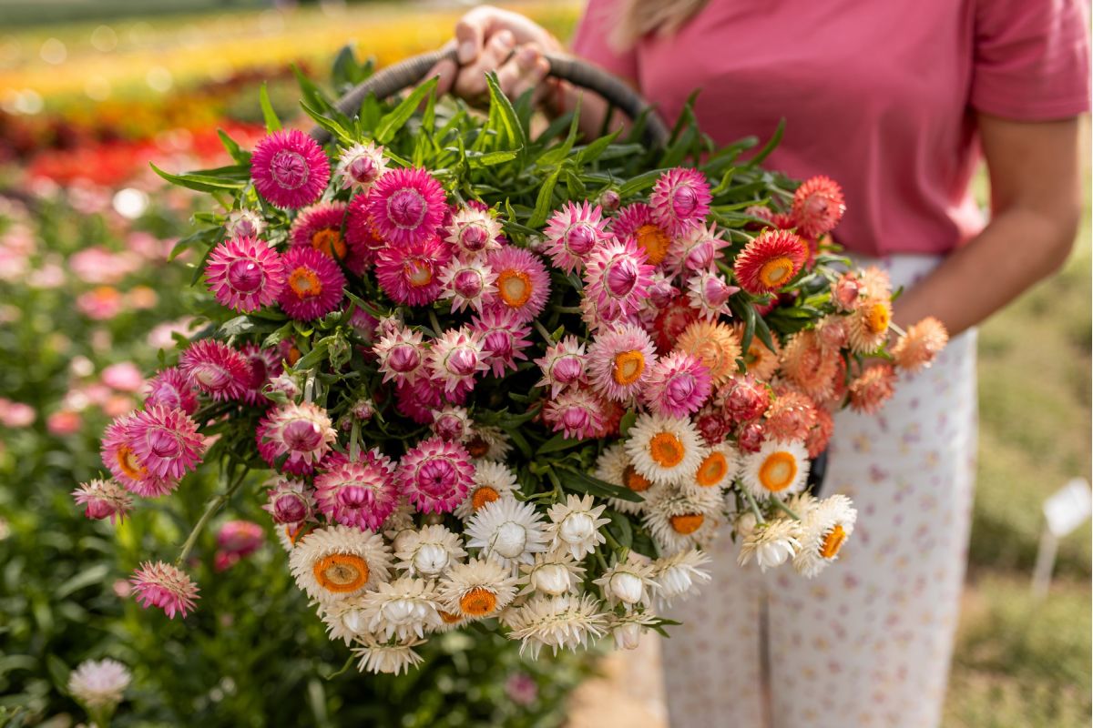 Kocanki ogrodowe (nieśmiertelniki) – uprawa roślin na suche bukiety