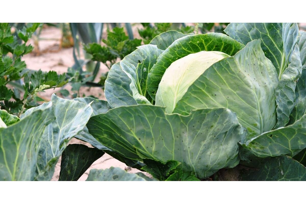Warzywa kapustne – top odmiany kapusty głowiastej i brukselskiej