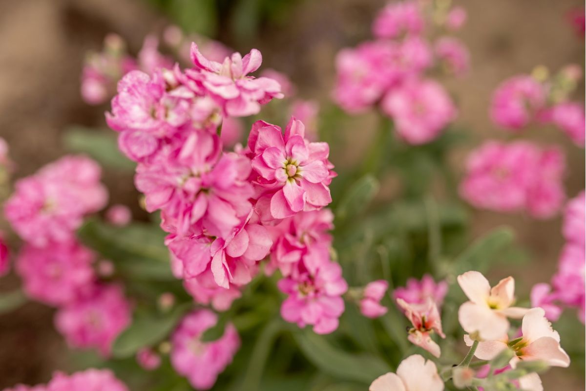 Uprawa lewkonii krok po kroku
