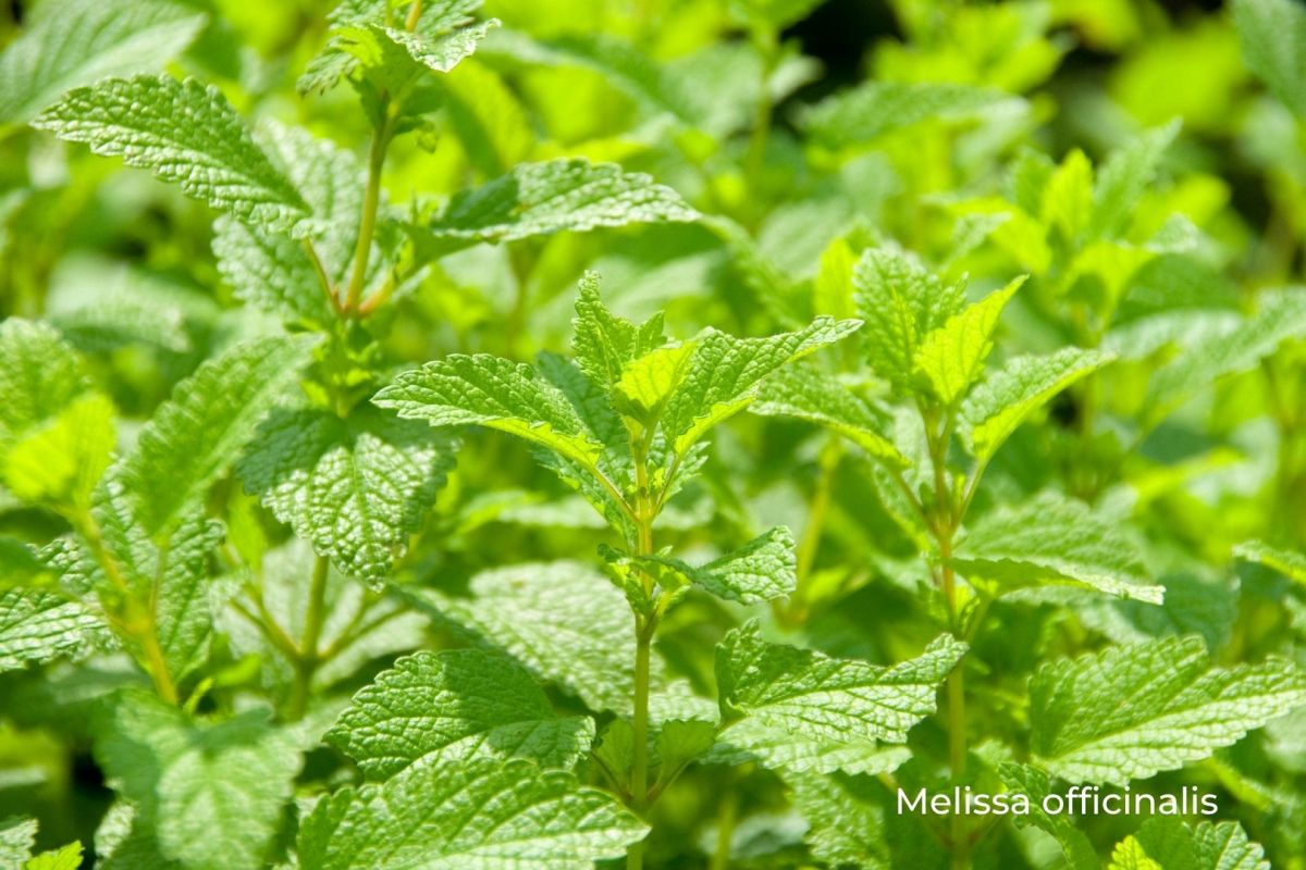 Jak uprawiać melisę lekarską? Praktyczny poradnik