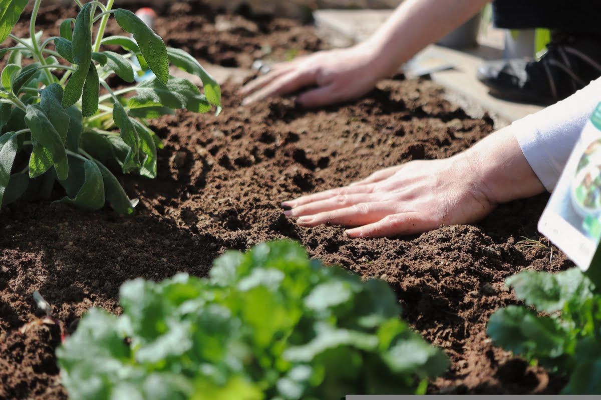 Grunt to podstawa czyli najlepsze rośliny ozdobne, które możesz wysiać wprost do gruntu!