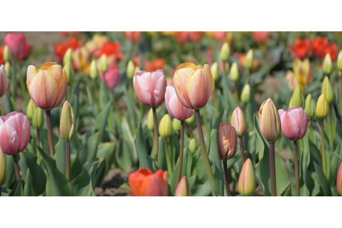 Sadzenie roślin cebulowych: tulipany, hiacynty, szafirki