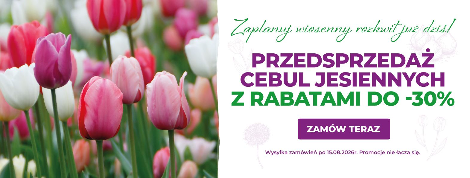 Przedsprzedaż cebul jesiennych za rabatem do -30%