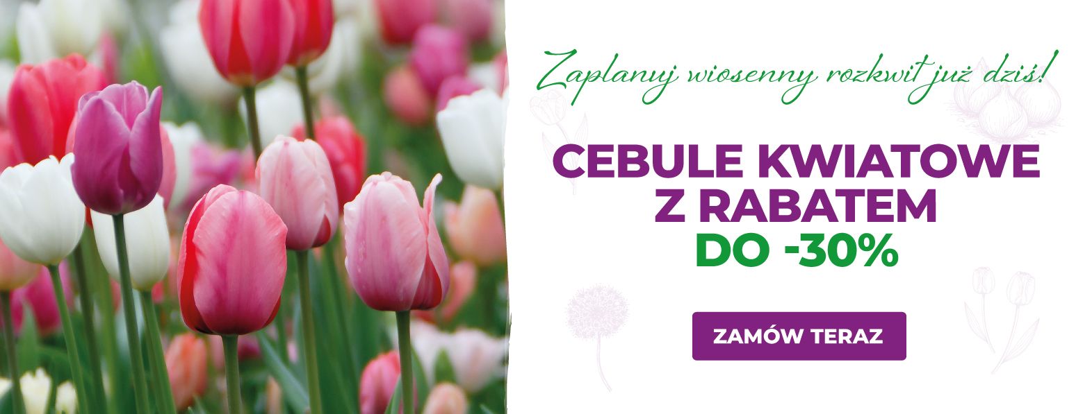 Wyprzedaż cebul kwiatowych, rabat do -30%