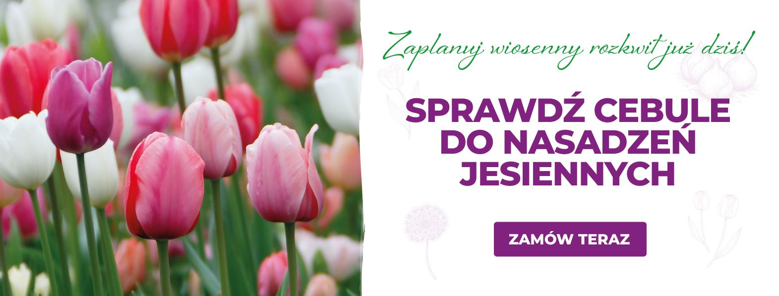 Cebule do nasadzeń jesiennych